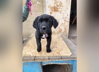 SIMEON der freundlicher Hundebub