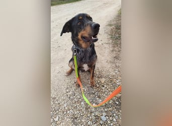 Stitch, grosses Riesenbaby mit Potential für viiiiiieeel mehr