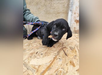 SIMEON der freundlicher Hundebub