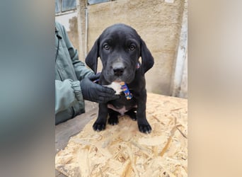 SIMEON der freundlicher Hundebub