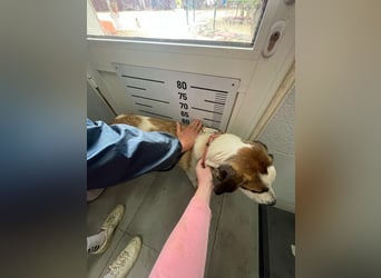 SOFIE - großes Herz auf 4 Pfoten