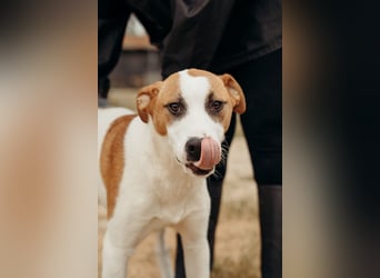 BUD sucht seine Lieblingsmenschen