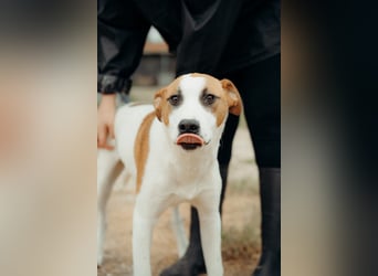 BUD sucht seine Lieblingsmenschen