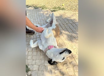 SOFIE - großes Herz auf 4 Pfoten