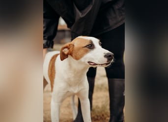 BUD sucht seine Lieblingsmenschen