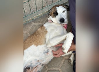 SOFIE - großes Herz auf 4 Pfoten