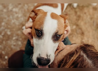 BUD sucht seine Lieblingsmenschen