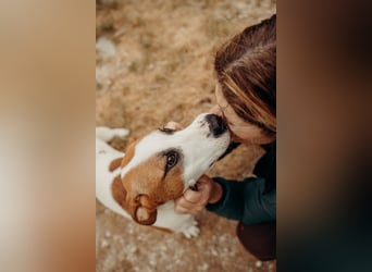 BUD sucht seine Lieblingsmenschen
