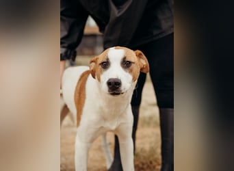 BUD sucht seine Lieblingsmenschen