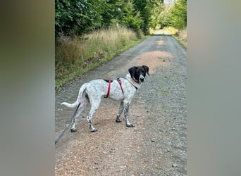 Balu, ich brauche DRINGEND neues Zuhause bei hundeerfahrenen Menschen