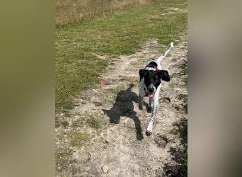 Balu, ich brauche DRINGEND neues Zuhause bei hundeerfahrenen Menschen