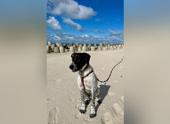 Balu, ich brauche DRINGEND neues Zuhause bei hundeerfahrenen Menschen