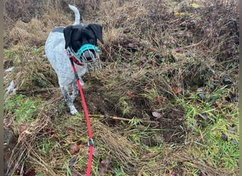 Balu, ich brauche DRINGEND neues Zuhause bei hundeerfahrenen Menschen