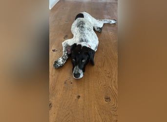 Balu, ich brauche DRINGEND neues Zuhause bei hundeerfahrenen Menschen