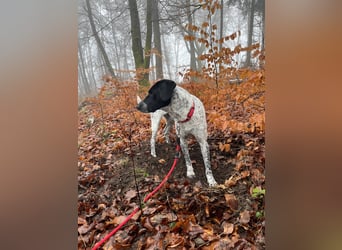 Balu, ich brauche DRINGEND neues Zuhause bei hundeerfahrenen Menschen