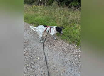 Balu, ich brauche DRINGEND neues Zuhause bei hundeerfahrenen Menschen