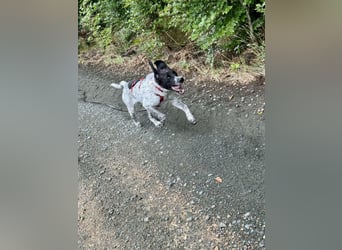 Balu, ich brauche DRINGEND neues Zuhause bei hundeerfahrenen Menschen