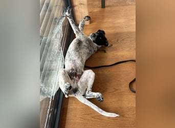 Balu, ich brauche DRINGEND neues Zuhause bei hundeerfahrenen Menschen