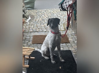 Balu, ich brauche DRINGEND neues Zuhause bei hundeerfahrenen Menschen