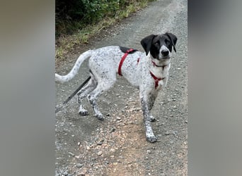 Balu, ich brauche DRINGEND neues Zuhause bei hundeerfahrenen Menschen