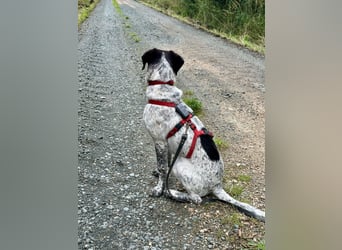 Balu, ich brauche DRINGEND neues Zuhause bei hundeerfahrenen Menschen