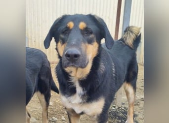 FINNEGAN - bezaubernde Hündin sucht liebevolles Zuhause