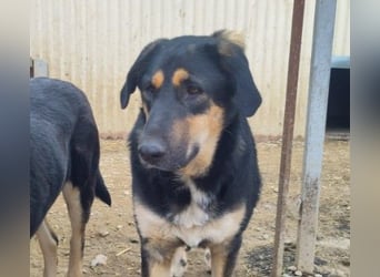 FINNEGAN - bezaubernde Hündin sucht liebevolles Zuhause