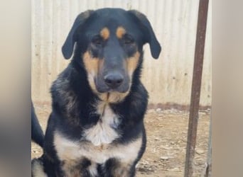 FINNEGAN - bezaubernde Hündin sucht liebevolles Zuhause