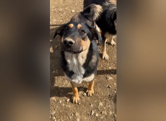 FINNEGAN - bezaubernde Hündin sucht liebevolles Zuhause