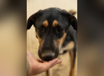 FINNEGAN - bezaubernde Hündin sucht liebevolles Zuhause