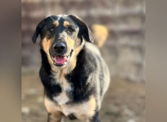 FINNEGAN - bezaubernde Hündin sucht liebevolles Zuhause