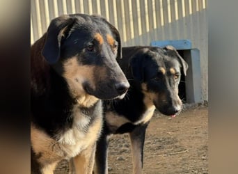 FINNEGAN - bezaubernde Hündin sucht liebevolles Zuhause