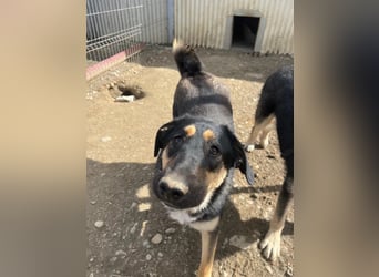 FINNEGAN - bezaubernde Hündin sucht liebevolles Zuhause