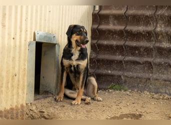 FINNEGAN - bezaubernde Hündin sucht liebevolles Zuhause