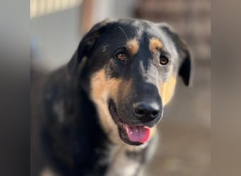 FINNEGAN - bezaubernde Hündin sucht liebevolles Zuhause