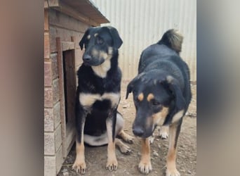FINNEGAN - bezaubernde Hündin sucht liebevolles Zuhause