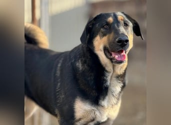 FINNEGAN - bezaubernde Hündin sucht liebevolles Zuhause