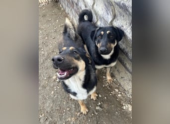 FINNEGAN - bezaubernde Hündin sucht liebevolles Zuhause