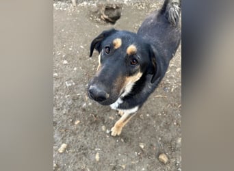 FINNEGAN - bezaubernde Hündin sucht liebevolles Zuhause