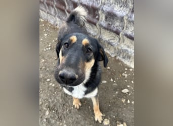 FINNEGAN - bezaubernde Hündin sucht liebevolles Zuhause