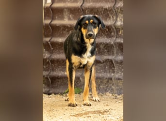 FINNEGAN - bezaubernde Hündin sucht liebevolles Zuhause