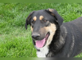 FINNEGAN - bezaubernde Hündin sucht liebevolles Zuhause