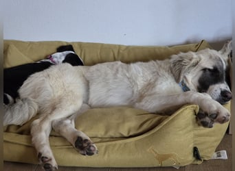 Aliki - sooo flauschig!  Auf Pflegestelle in 86943 Thaining