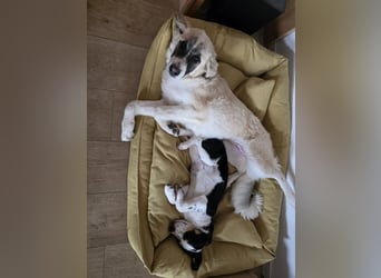 Aliki - sooo flauschig!  Auf Pflegestelle in 86943 Thaining