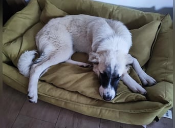 Aliki - sooo flauschig!  Auf Pflegestelle in 86943 Thaining