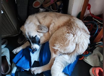 Aliki - sooo flauschig!  Auf Pflegestelle in 86943 Thaining