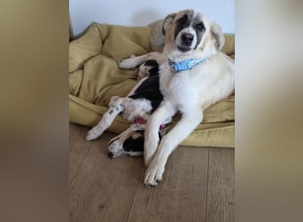 Aliki - sooo flauschig!  Auf Pflegestelle in 86943 Thaining