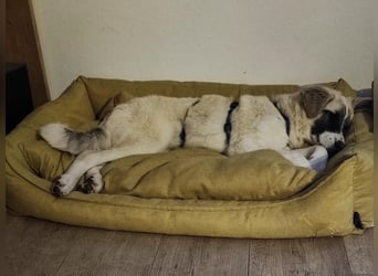 Aliki - sooo flauschig!  Auf Pflegestelle in 86943 Thaining