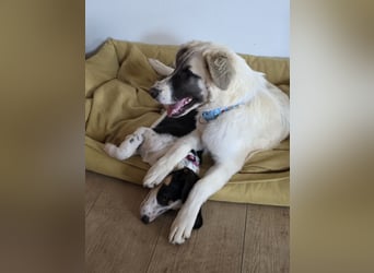 Aliki - sooo flauschig!  Auf Pflegestelle in 86943 Thaining