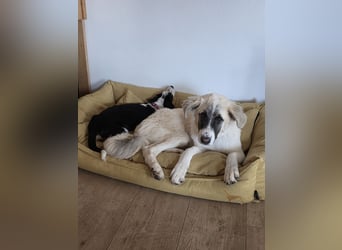 Aliki - sooo flauschig!  Auf Pflegestelle in 86943 Thaining